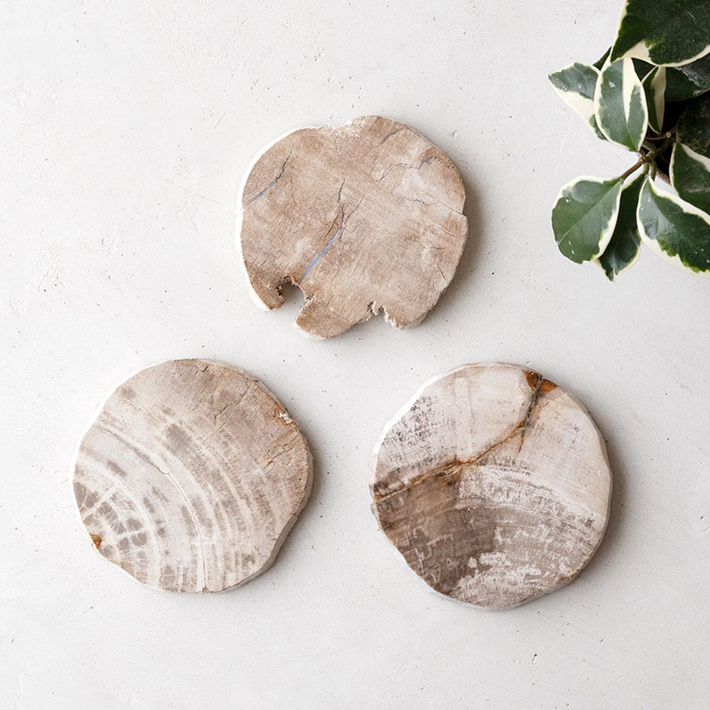 樹木の小物プレート