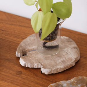 樹木の小物プレート