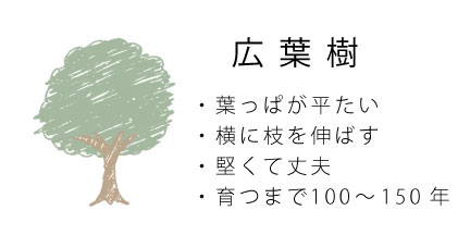 広葉樹の特徴