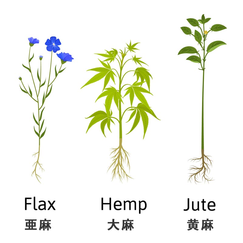 フラックス（亜麻）、ヘンプ（大麻）、ジュート（黄麻）の植物のイラスト