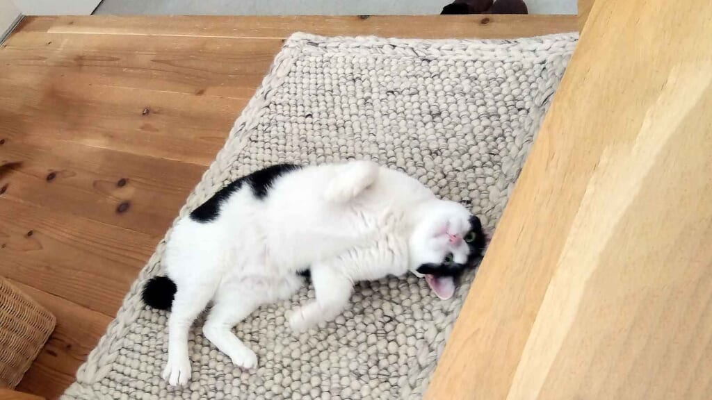 WW MIX flameシリーズ おしゃれに使える天然素材ウールの玄関マット [ホワイトグレー マット] / WW52E