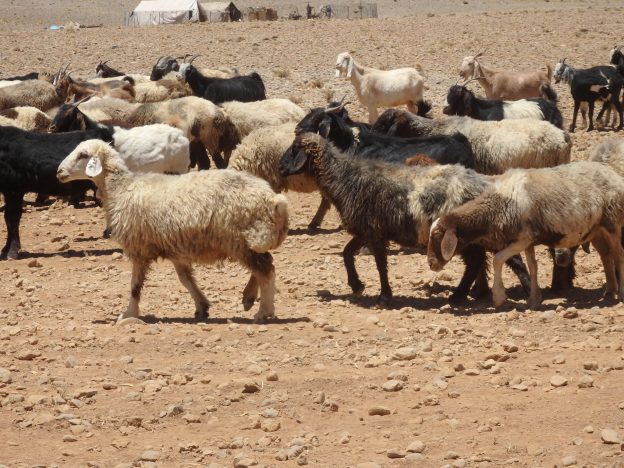 標高2000ｍの山岳地で放牧される羊たち