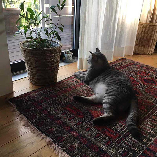 窓辺のヴィンテージラグでくつろぐ猫