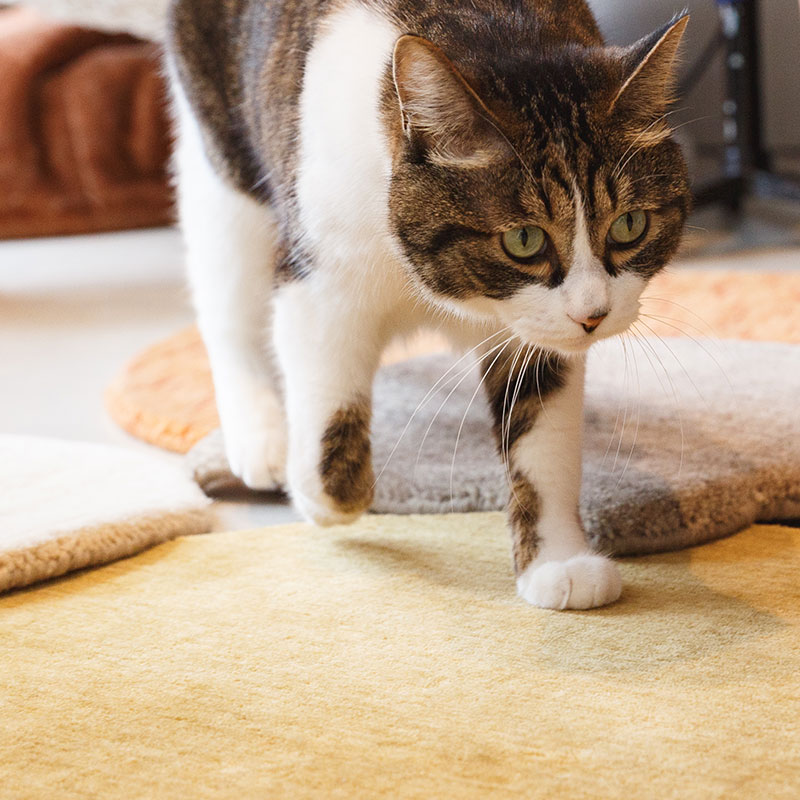 ウールラグ ねこラグ ウール絨毯の上を歩く猫