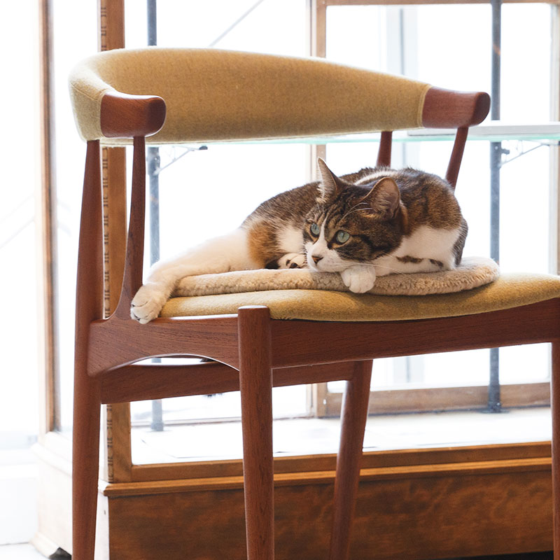 ウールラグ ねこラグ ウール絨毯の上でくつろぐ猫