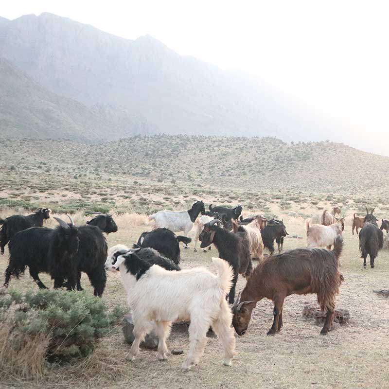 寒暖差のある高地に暮らす羊とヤギたち