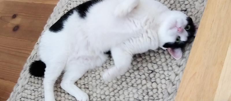 WW MIX flameシリーズ おしゃれに使える天然素材ウールの玄関マット [ホワイトグレー マット] / WW52E