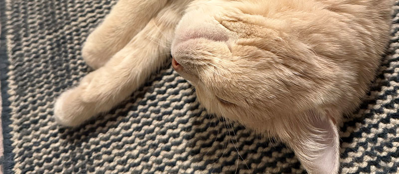 ヴィンテージ風ラグ [NatuRug] ヘリテージ ヴィンテージ風ラグ ウール100％の緑の絨毯 [NR5604フォレストグリーン]