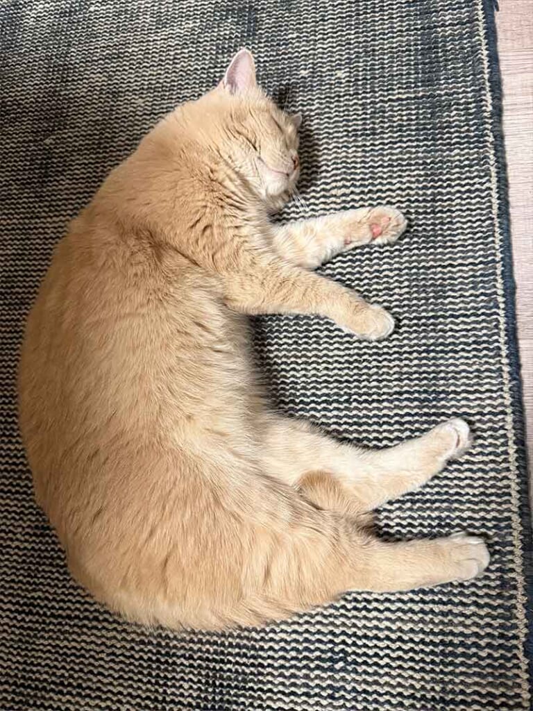 ヴィンテージ風ラグ [NatuRug] ヘリテージ ヴィンテージ風ラグ ウール100％の緑の絨毯 [NR5604フォレストグリーン]