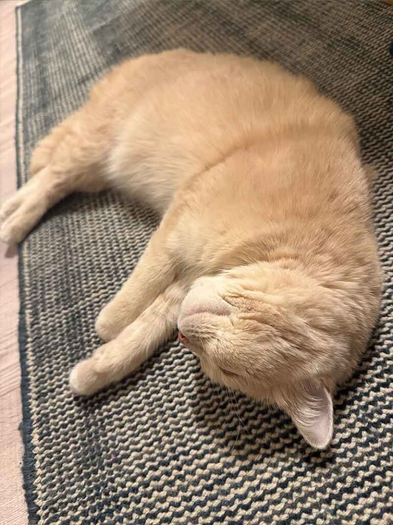 ヴィンテージ風ラグ [NatuRug] ヘリテージ ヴィンテージ風ラグ ウール100％の緑の絨毯 [NR5604フォレストグリーン]