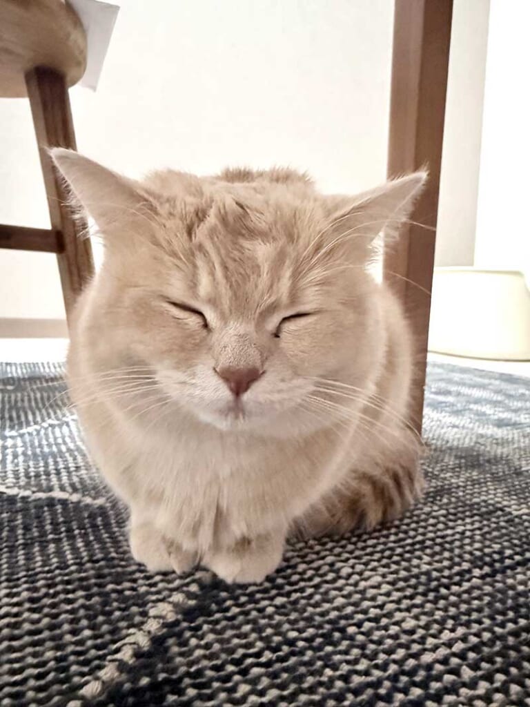 ヴィンテージ風ラグ [NatuRug] ヘリテージ ヴィンテージ風ラグ ウール100％の緑の絨毯 [NR5604フォレストグリーン]