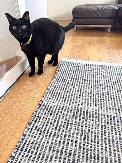 Plant（プラント）シリーズ 上質ウールの玄関マット ホワイト / リバーシブルウールマット(薄手） [プラント ホワイト マット / WN862E]