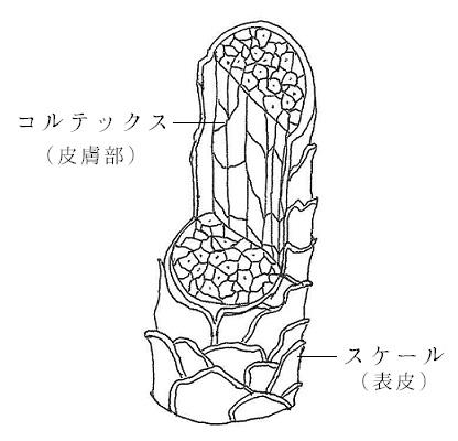 ウールの繊維構造(図)